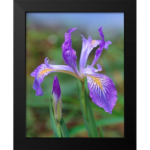 Douglas Iris Black Modern Wood Framed Art Print by Fitzharris, Tim