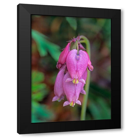 Bleeding Hearts Black Modern Wood Framed Art Print with Double Matting by Fitzharris, Tim