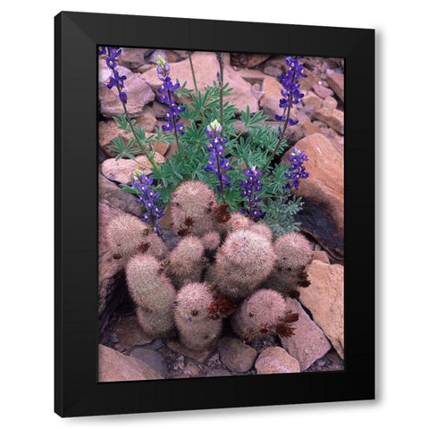 Brown Flowered Cactus and Lupines Black Modern Wood Framed Art Print with Double Matting by Fitzharris, Tim