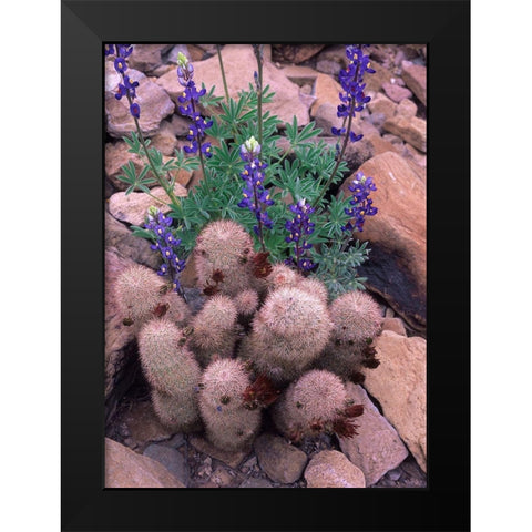 Brown Flowered Cactus and Lupines Black Modern Wood Framed Art Print by Fitzharris, Tim