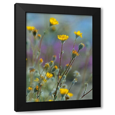 Desert Sunflowers Black Modern Wood Framed Art Print with Double Matting by Fitzharris, Tim