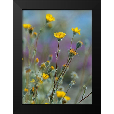 Desert Sunflowers Black Modern Wood Framed Art Print by Fitzharris, Tim