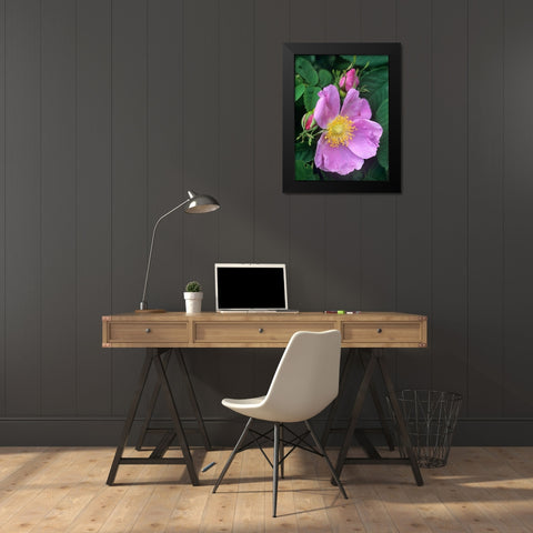 Wild Rose Black Modern Wood Framed Art Print by Fitzharris, Tim