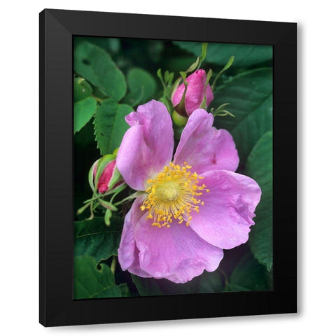 Wild Rose Black Modern Wood Framed Art Print by Fitzharris, Tim