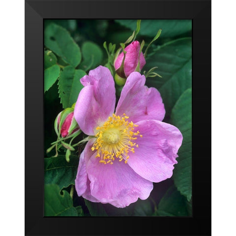 Wild Rose Black Modern Wood Framed Art Print by Fitzharris, Tim