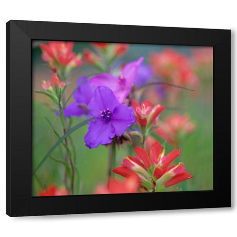 Prarie Spiderwort and Indian paintbrushes Black Modern Wood Framed Art Print by Fitzharris, Tim