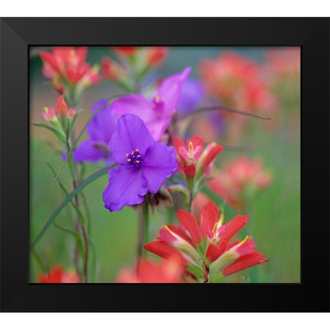 Prarie Spiderwort and Indian paintbrushes Black Modern Wood Framed Art Print by Fitzharris, Tim