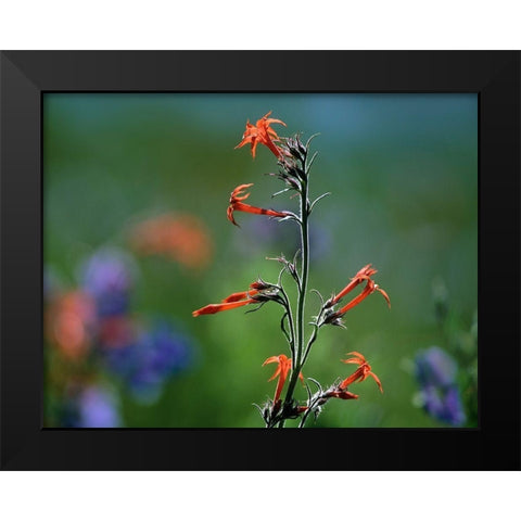 Scarlet Trumpets Black Modern Wood Framed Art Print by Fitzharris, Tim