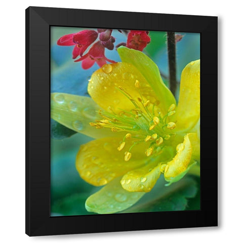 Yellow Columbine and Coral Bells Black Modern Wood Framed Art Print with Double Matting by Fitzharris, Tim