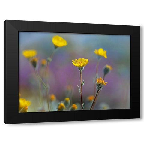 Desert Sunflowers Black Modern Wood Framed Art Print with Double Matting by Fitzharris, Tim