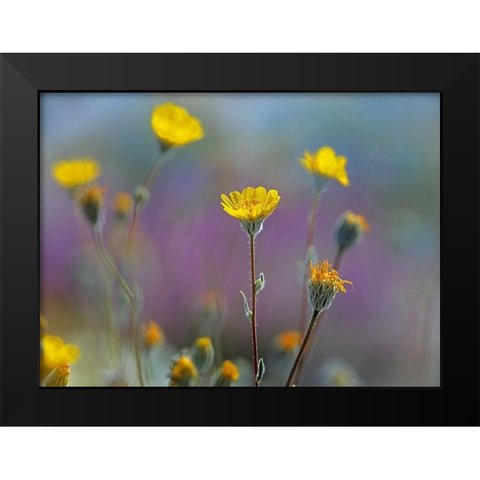 Desert Sunflowers Black Modern Wood Framed Art Print by Fitzharris, Tim