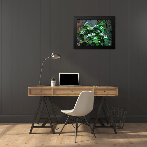 Bunchberry Blooms Black Modern Wood Framed Art Print by Fitzharris, Tim