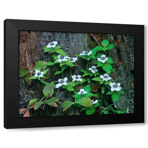 Bunchberry Blooms Black Modern Wood Framed Art Print with Double Matting by Fitzharris, Tim