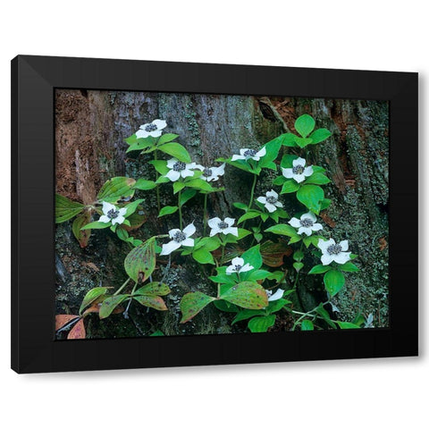 Bunchberry Blooms Black Modern Wood Framed Art Print by Fitzharris, Tim