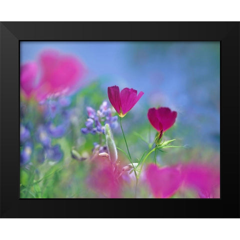 Wine cups and Texas Bluebonnets Black Modern Wood Framed Art Print by Fitzharris, Tim