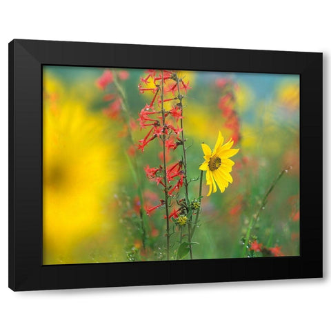 Sunflower and Scarlet Gilia Black Modern Wood Framed Art Print with Double Matting by Fitzharris, Tim