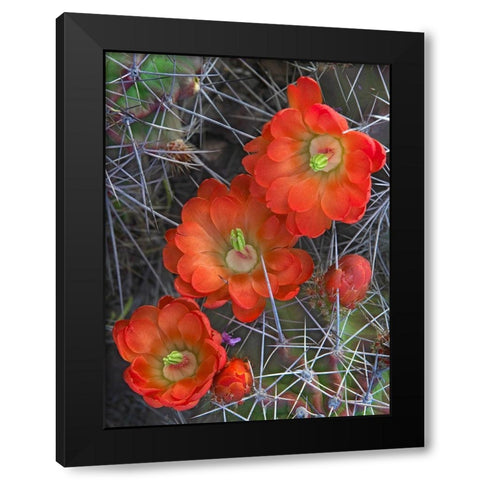 Claret Cup Cactus Black Modern Wood Framed Art Print with Double Matting by Fitzharris, Tim