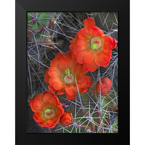 Claret Cup Cactus Black Modern Wood Framed Art Print by Fitzharris, Tim