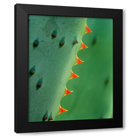 Cape Aloe Black Modern Wood Framed Art Print by Fitzharris, Tim