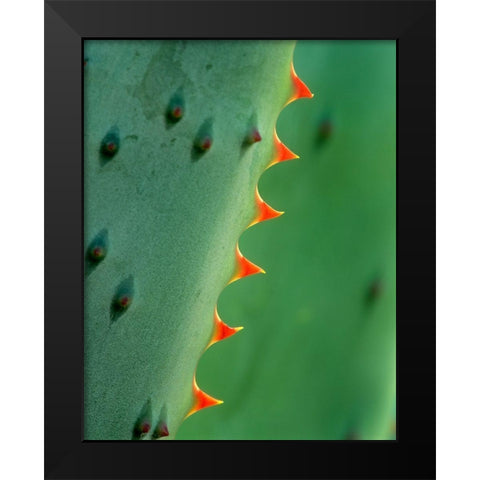 Cape Aloe Black Modern Wood Framed Art Print by Fitzharris, Tim