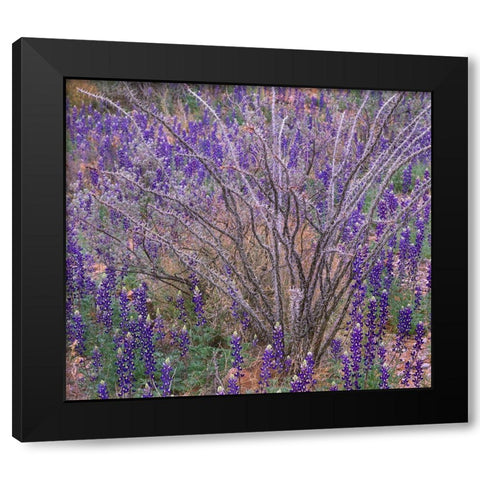 Bluebonnets and Ocotillo Black Modern Wood Framed Art Print with Double Matting by Fitzharris, Tim