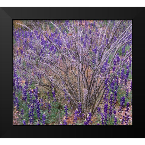 Bluebonnets and Ocotillo Black Modern Wood Framed Art Print by Fitzharris, Tim