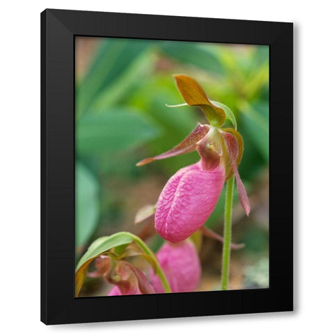 Pink Ladys Slipper Orchid Black Modern Wood Framed Art Print by Fitzharris, Tim