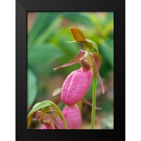 Pink Ladys Slipper Orchid Black Modern Wood Framed Art Print by Fitzharris, Tim
