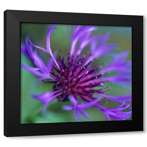 Mountain Bluet Black Modern Wood Framed Art Print with Double Matting by Fitzharris, Tim