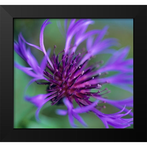 Mountain Bluet Black Modern Wood Framed Art Print by Fitzharris, Tim