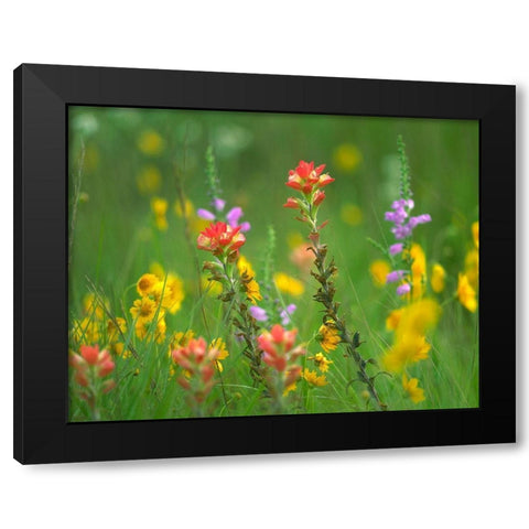 Indian Paintbrushes with Coreopsis and Hairy Beartoungue Penstemon Black Modern Wood Framed Art Print by Fitzharris, Tim