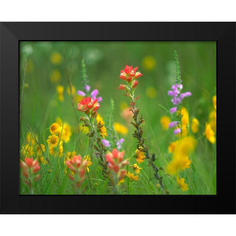 Indian Paintbrushes with Coreopsis and Hairy Beartoungue Penstemon Black Modern Wood Framed Art Print by Fitzharris, Tim