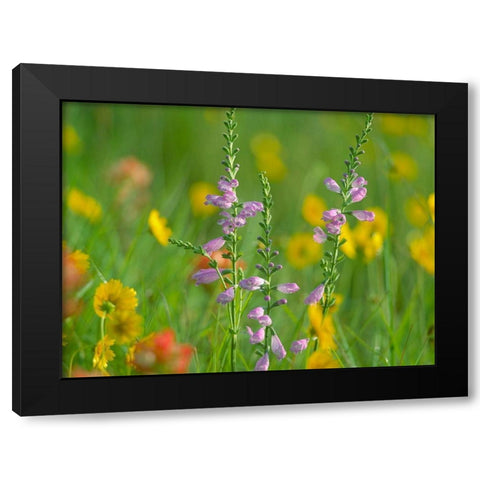 Hairy Beardtoungue Penstemon Black Modern Wood Framed Art Print by Fitzharris, Tim