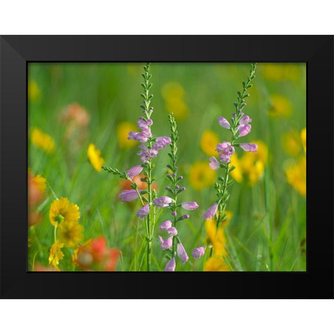 Hairy Beardtoungue Penstemon Black Modern Wood Framed Art Print by Fitzharris, Tim