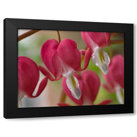 Bleeding Hearts I Black Modern Wood Framed Art Print with Double Matting by Fitzharris, Tim