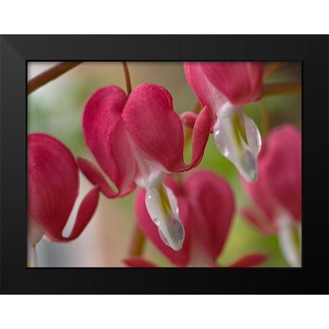 Bleeding Hearts I Black Modern Wood Framed Art Print by Fitzharris, Tim