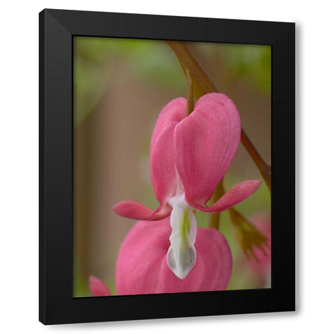 Bleeding Hearts II Black Modern Wood Framed Art Print with Double Matting by Fitzharris, Tim