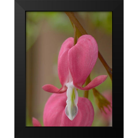 Bleeding Hearts II Black Modern Wood Framed Art Print by Fitzharris, Tim