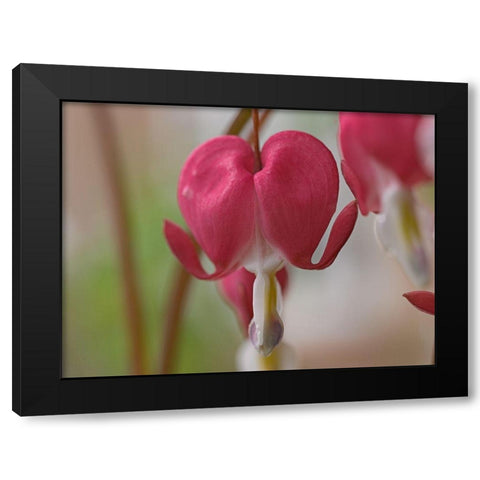 Bleeding Hearts III Black Modern Wood Framed Art Print with Double Matting by Fitzharris, Tim