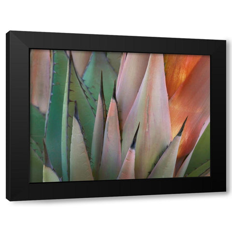 Havard Agave Black Modern Wood Framed Art Print by Fitzharris, Tim