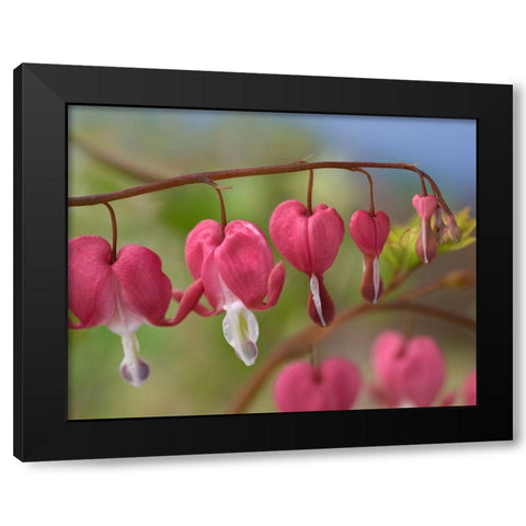 Bleeding Hearts IV Black Modern Wood Framed Art Print with Double Matting by Fitzharris, Tim