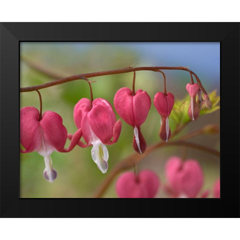 Bleeding Hearts IV Black Modern Wood Framed Art Print by Fitzharris, Tim