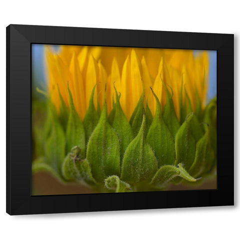 Sunflowers I Black Modern Wood Framed Art Print with Double Matting by Fitzharris, Tim