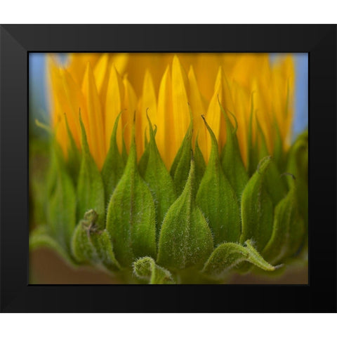 Sunflowers I Black Modern Wood Framed Art Print by Fitzharris, Tim