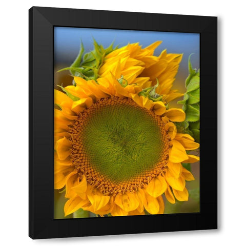 Sunflowers II Black Modern Wood Framed Art Print with Double Matting by Fitzharris, Tim