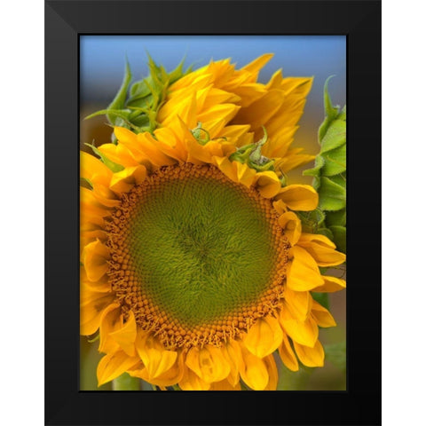 Sunflowers II Black Modern Wood Framed Art Print by Fitzharris, Tim