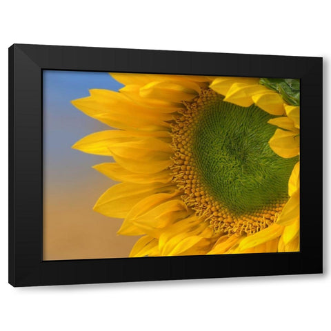 Sunflowers III Black Modern Wood Framed Art Print with Double Matting by Fitzharris, Tim