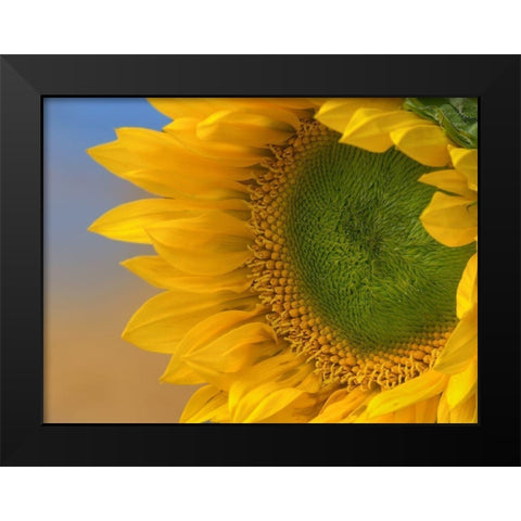 Sunflowers III Black Modern Wood Framed Art Print by Fitzharris, Tim