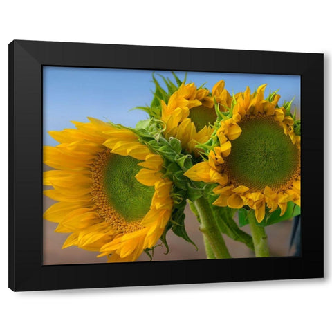 Sunflowers IV Black Modern Wood Framed Art Print with Double Matting by Fitzharris, Tim