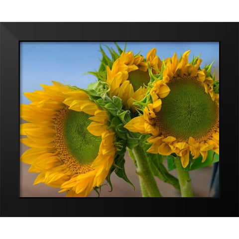 Sunflowers IV Black Modern Wood Framed Art Print by Fitzharris, Tim